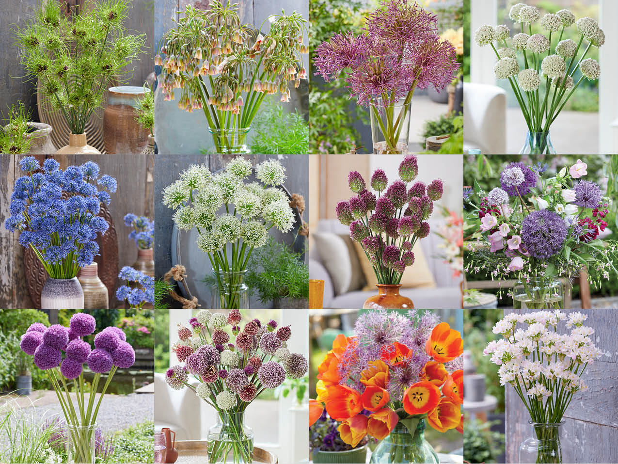 THE AMAZING ALLIUM!: 2023 Flower Bulb of the Year - Van Zyverden